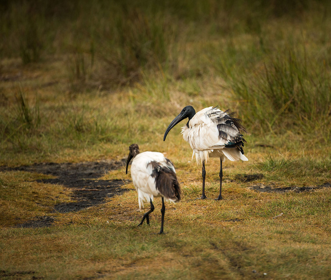Sacred Ibises at Momella lakes, Tanzania  Africa,African Sacred Ibis,Arusha,Arusha National Park,Tanzania,Threskiornis aethiopicus