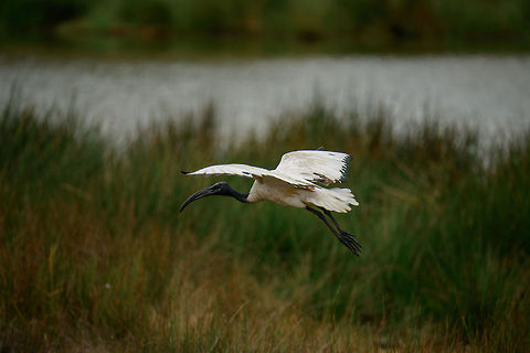 African Sacred Ibis landing at Momella lakes, Tanzania  Africa,African Sacred Ibis,Arusha,Arusha National Park,Tanzania,Threskiornis aethiopicus