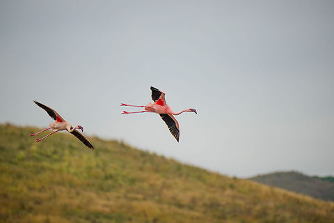 Lesser Flamingos landing at Momella lakes, Tanzania  Africa,Arusha,Arusha National Park,Lesser Flamingo,Phoenicopterus minor,Tanzania