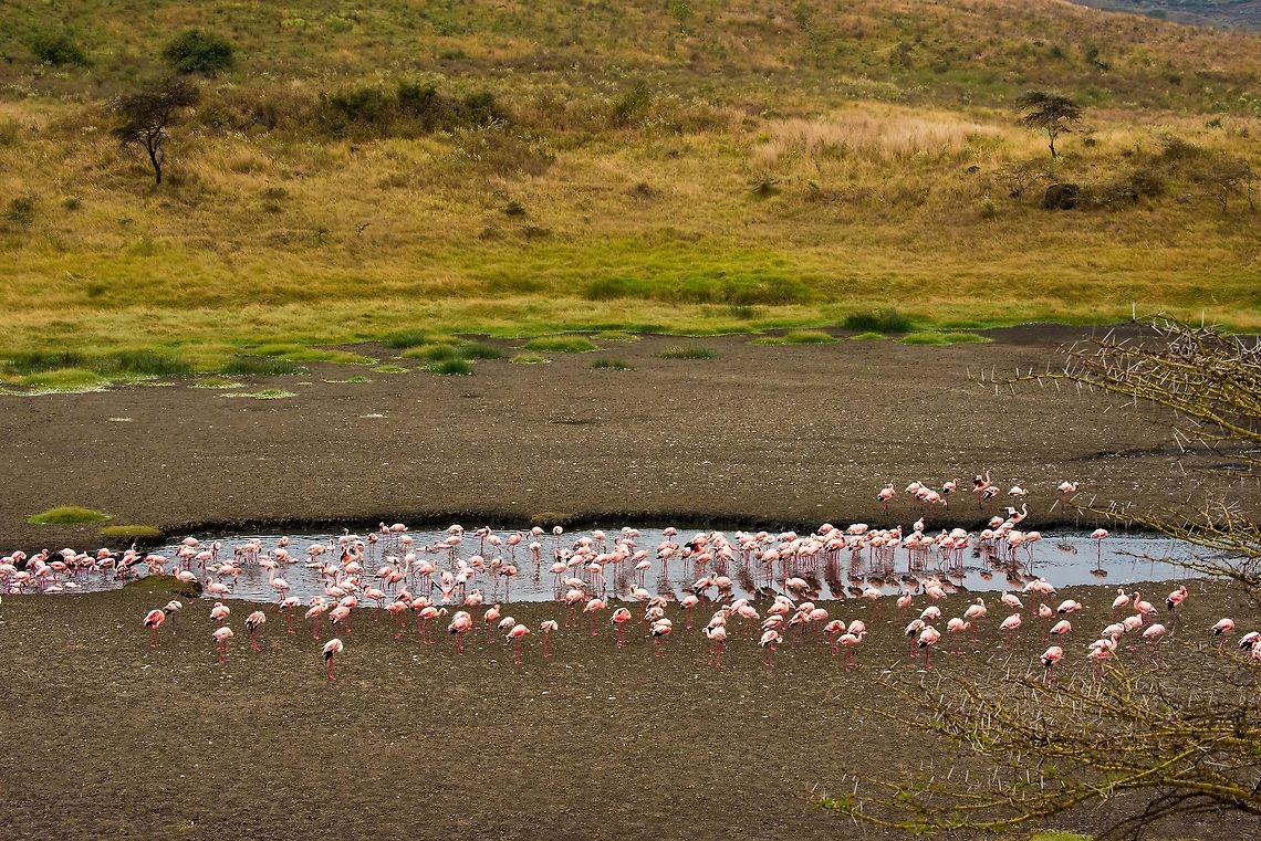 Lesser Flamingos at Momella lakes This isn&#039;t an actual lake at the Momella lakes site, rather it is a small pool. Still, it attracts many lesser flamingos. Africa,Arusha,Arusha National Park,Lesser Flamingo,Phoenicopterus minor,Tanzania