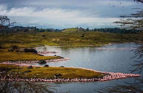 Lesser Flamingo invasion at Momella lakes, Tanzania A moment to remember on our Tanzania trip. Momella lakes consists of 3 lakes, 1 small, 2 big. This is one of the big lakes. There are so many flamingos here that the lake has a pink outline, reaching far beyond this view. These flamingos come here to feed on very specific algae, that grow well in the soda-rich waters. As feeding is easier for them standing than swimming, every undeep spot at the lake is taken. Africa,Arusha,Arusha National Park,Lesser Flamingo,Phoenicopterus minor,Tanzania