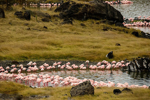 Lesser Flamingo traffic jam at Momella lakes, Tanzania Every undeep spot at the Momella lakes is occopied by lesser flamingos feeding. It is a strange thing to encounter, they seem in trance and take zero notice of their surroundings. Africa,Arusha,Arusha National Park,Lesser Flamingo,Phoenicopterus minor,Tanzania