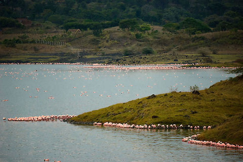 Lesser Flamingo invasion at Momella lakes, right side Right side of one of the Momella lakes, outlined by tens of thousands of Lesser flamingos feeding on algae. Africa,Arusha,Arusha National Park,Lesser Flamingo,Phoenicopterus minor,Tanzania