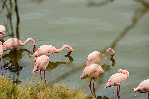 Lesser Flamingo feeding closeup A closeup of a few of the tens of thousands of Lesser Flamingos at Momella lakes, Tanzania. They feed almost as if in a state of trance, scanning the water surface in a half circular motion, filtering the algae from it. Africa,Arusha,Arusha National Park,Lesser Flamingo,Phoenicopterus minor,Tanzania