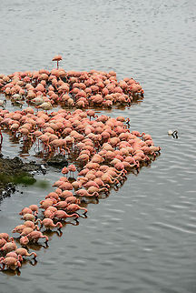 Lesser flamingo filter team 1/3  Africa,Arusha,Arusha National Park,Lesser Flamingo,Phoenicopterus minor,Tanzania