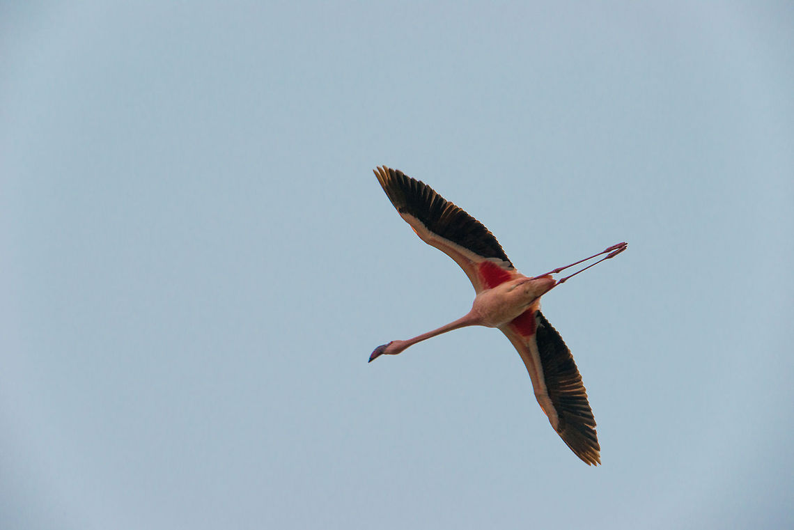 Lesser Flamingo in flight, bottom view, Momella lakes  Africa,Arusha,Arusha National Park,Lesser Flamingo,Phoenicopterus minor,Tanzania