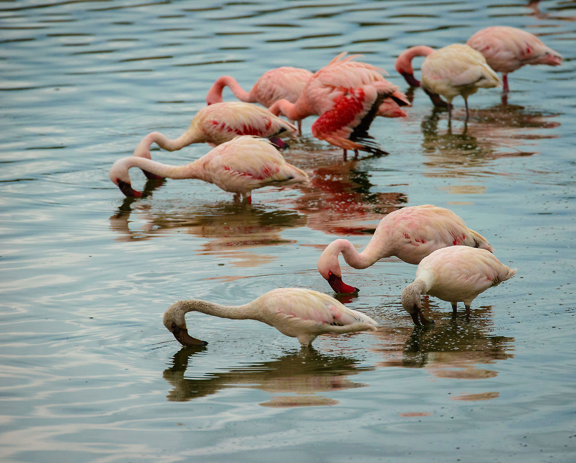 Shades of pink This photo shows the various shades of pink, from all white to deeply pink of Lesser  flamingos. Their coloration is caused by the algae that they eat. Africa,Arusha,Arusha National Park,Lesser Flamingo,Phoenicopterus minor,Tanzania