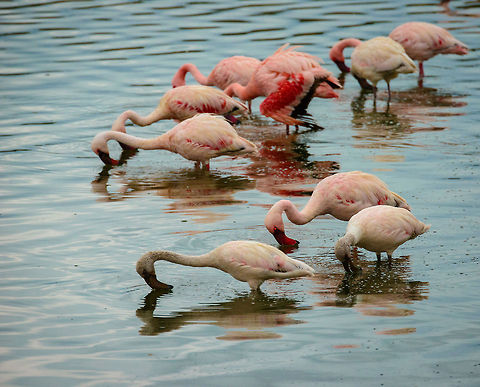 Shades of pink This photo shows the various shades of pink, from all white to deeply pink of Lesser  flamingos. Their coloration is caused by the algae that they eat. Africa,Arusha,Arusha National Park,Lesser Flamingo,Phoenicopterus minor,Tanzania