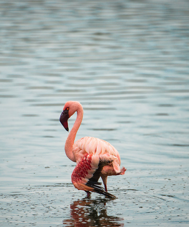 Deeply pink Lesser Flamingo at Momella lakes, Tanzania This individual was the pinkest one that we could find. Their pinkess indicates how much of the special algae they ate. Africa,Arusha,Arusha National Park,Lesser Flamingo,Phoenicopterus minor,Tanzania