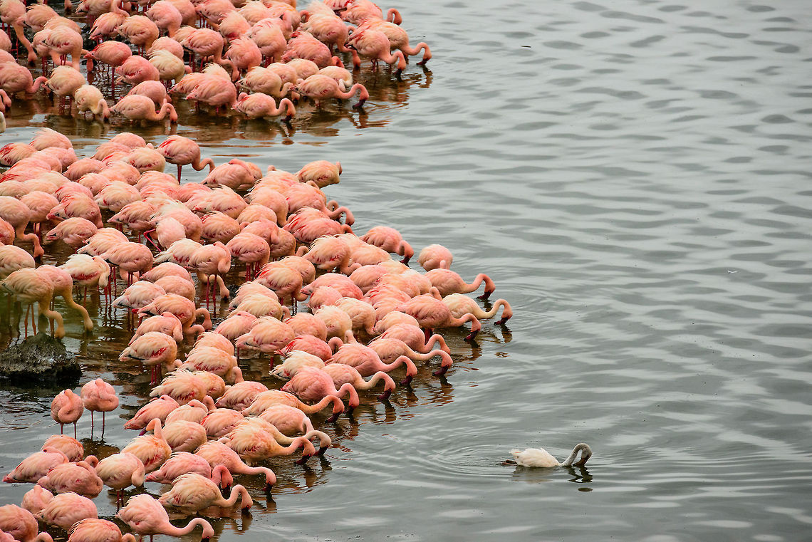 Lesser flamingo filter team 3/3  Africa,Arusha,Arusha National Park,Lesser Flamingo,Phoenicopterus minor,Tanzania