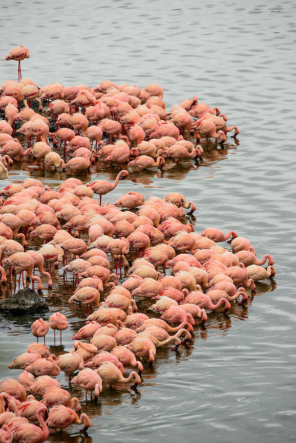 Lesser flamingo filter team 2/3  Africa,Arusha,Arusha National Park,Lesser Flamingo,Phoenicopterus minor,Tanzania