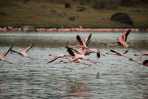 Lesser Flamingos in flight at Momella lakes, Tanzania  Africa,Arusha,Arusha National Park,Lesser Flamingo,Phoenicopterus minor,Tanzania
