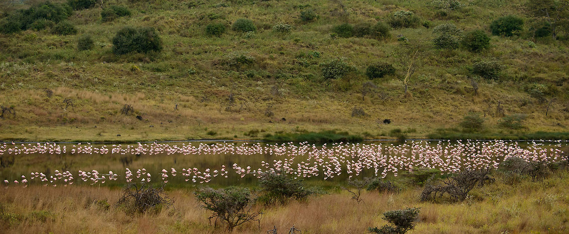 Doubling Flamingos Several hundreds of Flamingos gather in the smaller Momella lake, yet their reflection in the water creates the illusion of even more. Africa,Arusha,Arusha National Park,Lesser Flamingo,Phoenicopterus minor,Tanzania