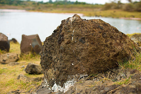 Large Flamingo groupings at Momella lakes explained This is a magma stone at the edge of the Momella lakes, the result of a previous erruption. The white that you see is soda. This soil and the soda are responsible for the accelerated growth of particular algae that the Flamingos feed on, which also makes their color pink. If you look closely, in the background you can the pink outline of the lake, containing tens of thousands of Flamingos. Africa,Arusha,Arusha National Park,Lesser Flamingo,Phoenicopterus minor,Tanzania