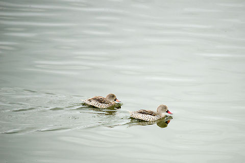 Cape teals standing out at Momella Lakes, Tanzania Momella lakes in Tanzania is dominated by tens of thousands of Lesser Flamingos, making it easy to miss any other species around. Hence, a little love for these two Cape teals crossing one of the lakes. Africa,Anas capensis,Arusha,Arusha National Park,Cape Teal,Tanzania