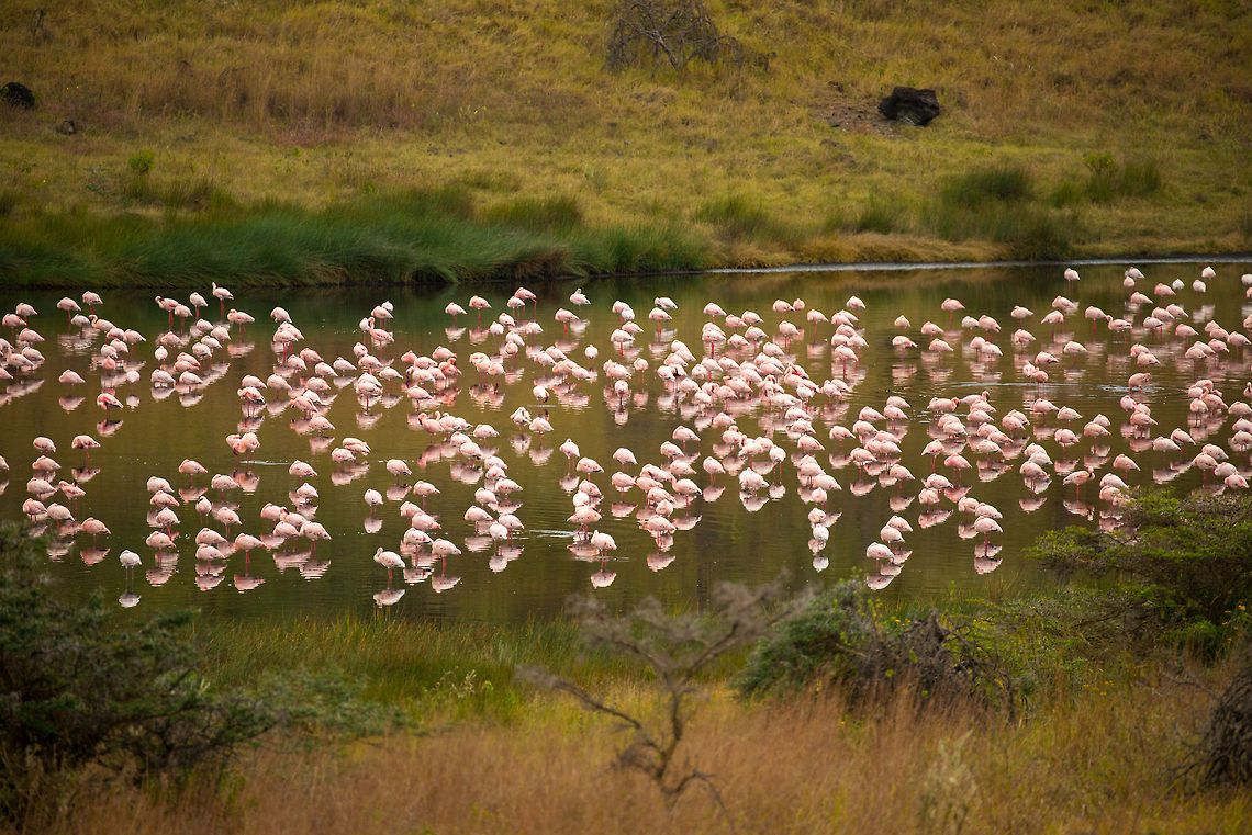 Lesser Flamingos reflections at Momella lakes, Tanzania Almost done with the Flamingos, I promise :) Africa,Arusha,Arusha National Park,Lesser Flamingo,Phoenicopterus minor,Tanzania