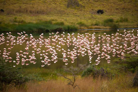 Lesser Flamingos reflections at Momella lakes, Tanzania Almost done with the Flamingos, I promise :) Africa,Arusha,Arusha National Park,Lesser Flamingo,Phoenicopterus minor,Tanzania