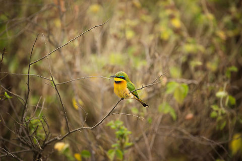 Little Bee-eater at Arusha National Park The spotting process for this one was interesting. I spotted one quite far away, and was making every effort to capture it. Meanwhile my g/f was whispering to me, something I find annoying when trying to focus (hey, I don't multitask well). What she was trying to say though is that another one (this one) was right next to me. Africa,Arusha,Arusha National Park,Little Bee-eater,Merops pusillus,Tanzania