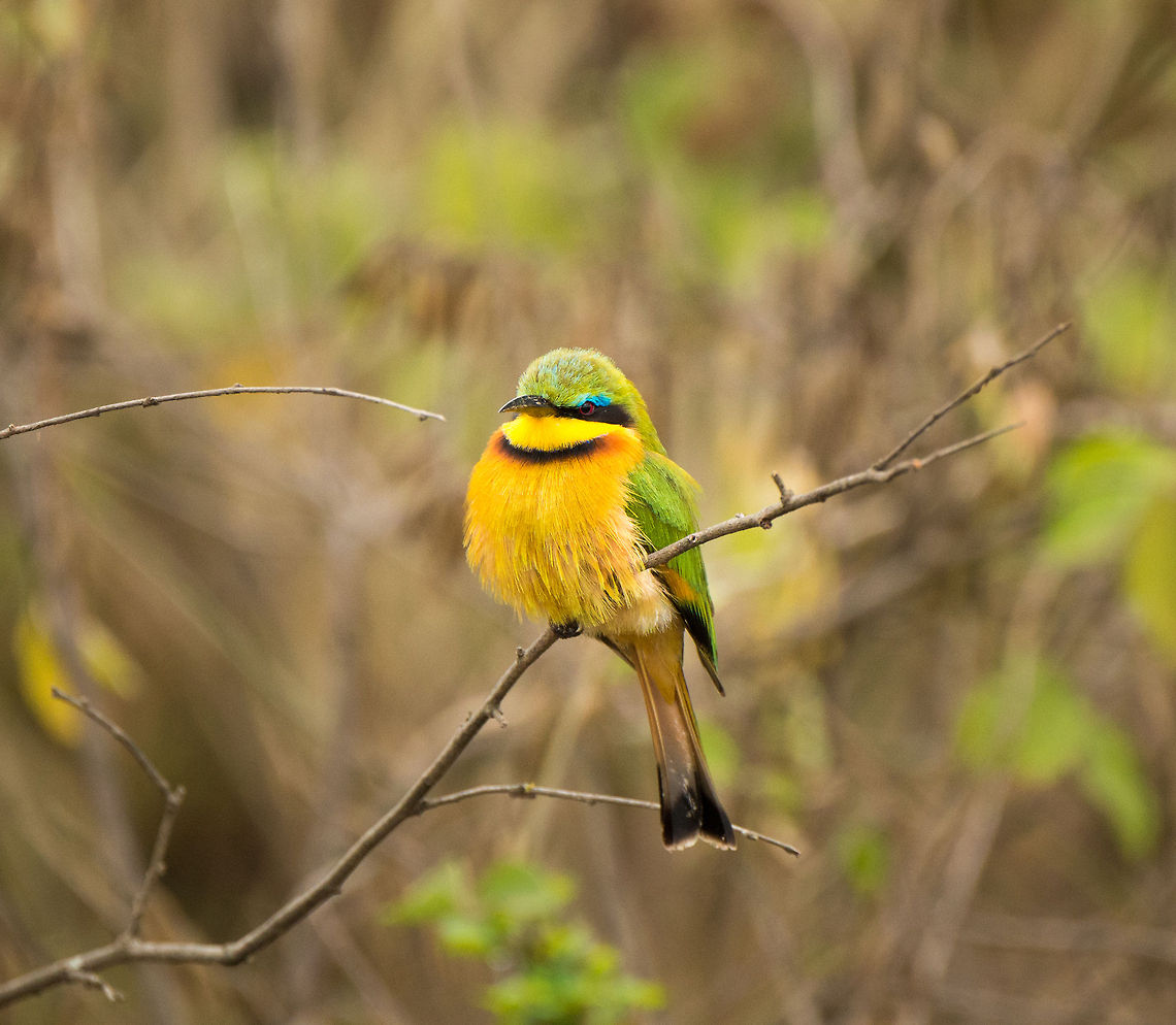 Little Bee-eater closeup at Arusha National Park We were thrilled to spot this one in Arusha National Park, Tanzania. It certainly is one of the most beautiful birds we ever saw in the wild with our own eyes, and it has a beautiful name to match it. Africa,Arusha,Arusha National Park,Little Bee-eater,Merops pusillus,Tanzania