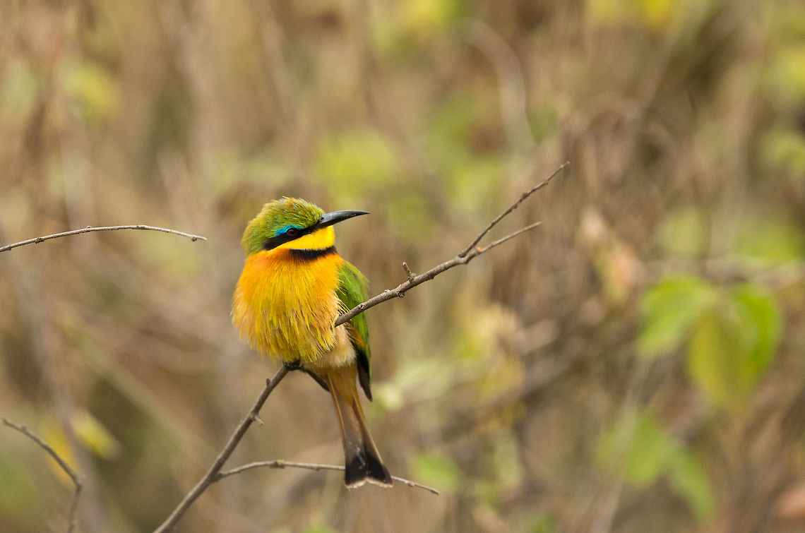 Little Bee-eater closeup at Arusha National Park A gorgeous bird to spot in the wild, and it&#039;s in my favorite category of birds. Note that the sexes are alike: females are as beautiful as males, which is uncommon for birds. Africa,Arusha,Arusha National Park,Little Bee-eater,Merops pusillus,Tanzania
