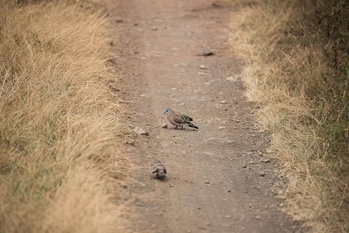 Emerald-spotted Wood Dove on path at Arusha National Park Sorry, I couldn&#039;t get closer than this. This dove has a very descriptive name, it has a very shiny emerald spot that really stands out of his otherwise full appearance. Africa,Arusha,Arusha National Park,Emerald-spotted Wood Dove,Tanzania,Turtur chalcospilos
