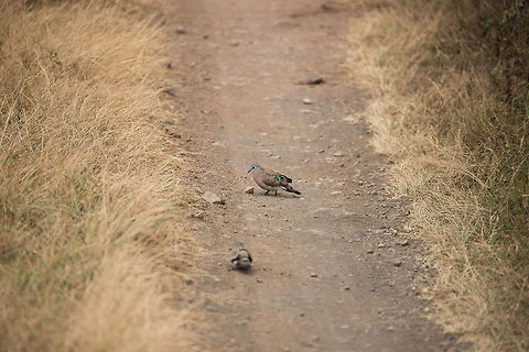 Emerald-spotted Wood Dove on path at Arusha National Park Sorry, I couldn't get closer than this. This dove has a very descriptive name, it has a very shiny emerald spot that really stands out of his otherwise full appearance. Africa,Arusha,Arusha National Park,Emerald-spotted Wood Dove,Tanzania,Turtur chalcospilos