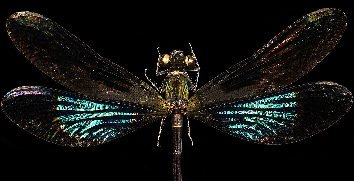 Sundanese Gossamerwing (Euphaea variegata) - upper body Specimen. Wing span 60mm, originally from Java.<br />
<figure class="photo"><a href="https://www.jungledragon.com/image/123106/sundanese_gossamerwing_euphaea_variegata.html" title="Sundanese Gossamerwing (Euphaea variegata)"><img src="https://s3.amazonaws.com/media.jungledragon.com/images/2/123106_thumb.jpg?AWSAccessKeyId=05GMT0V3GWVNE7GGM1R2&Expires=1759968010&Signature=Cjb1lkelPmRjvGTVQHebcI2cp3U%3D" width="200" height="140" alt="Sundanese Gossamerwing (Euphaea variegata) Specimen. Wing span 60mm, originally from Java.<br />
https://www.jungledragon.com/image/123106/sundanese_gossamerwing_euphaea_variegata.html<br />
https://www.jungledragon.com/image/123105/sundanese_gossamerwing_euphaea_variegata_-_upper_body.html<br />
https://www.jungledragon.com/image/123108/sundanese_gossamerwing_euphaea_variegata_-_torso.html<br />
https://www.jungledragon.com/image/123107/sundanese_gossamerwing_euphaea_variegata_-_wing.html Euphaea variegata,Sundanese Gossamerwing" /></a></figure><br />
<figure class="photo"><a href="https://www.jungledragon.com/image/123105/sundanese_gossamerwing_euphaea_variegata_-_upper_body.html" title="Sundanese Gossamerwing (Euphaea variegata) - upper body"><img src="https://s3.amazonaws.com/media.jungledragon.com/images/2/123105_thumb.jpg?AWSAccessKeyId=05GMT0V3GWVNE7GGM1R2&Expires=1759968010&Signature=hVC0ouyDkamqHDSubScnPW2cZq0%3D" width="200" height="104" alt="Sundanese Gossamerwing (Euphaea variegata) - upper body Specimen. Wing span 60mm, originally from Java.<br />
https://www.jungledragon.com/image/123106/sundanese_gossamerwing_euphaea_variegata.html<br />
https://www.jungledragon.com/image/123105/sundanese_gossamerwing_euphaea_variegata_-_upper_body.html<br />
https://www.jungledragon.com/image/123108/sundanese_gossamerwing_euphaea_variegata_-_torso.html<br />
https://www.jungledragon.com/image/123107/sundanese_gossamerwing_euphaea_variegata_-_wing.html Euphaea variegata,Sundanese Gossamerwing" /></a></figure><br />
<figure class="photo"><a href="https://www.jungledragon.com/image/123108/sundanese_gossamerwing_euphaea_variegata_-_torso.html" title="Sundanese Gossamerwing (Euphaea variegata) - torso"><img src="https://s3.amazonaws.com/media.jungledragon.com/images/2/123108_thumb.jpg?AWSAccessKeyId=05GMT0V3GWVNE7GGM1R2&Expires=1759968010&Signature=ekvPuxpOX64Ac1gLXl1%2BYC4UM9M%3D" width="200" height="130" alt="Sundanese Gossamerwing (Euphaea variegata) - torso Specimen. Wing span 60mm, originally from Java.<br />
https://www.jungledragon.com/image/123106/sundanese_gossamerwing_euphaea_variegata.html<br />
https://www.jungledragon.com/image/123105/sundanese_gossamerwing_euphaea_variegata_-_upper_body.html<br />
https://www.jungledragon.com/image/123108/sundanese_gossamerwing_euphaea_variegata_-_torso.html<br />
https://www.jungledragon.com/image/123107/sundanese_gossamerwing_euphaea_variegata_-_wing.html Euphaea variegata,Extreme Macro,Sundanese Gossamerwing" /></a></figure><br />
<figure class="photo"><a href="https://www.jungledragon.com/image/123107/sundanese_gossamerwing_euphaea_variegata_-_wing.html" title="Sundanese Gossamerwing (Euphaea variegata) - wing"><img src="https://s3.amazonaws.com/media.jungledragon.com/images/2/123107_thumb.jpg?AWSAccessKeyId=05GMT0V3GWVNE7GGM1R2&Expires=1759968010&Signature=DmLPHzQ0mgTM%2FbgzVtpH7ewzxQc%3D" width="200" height="136" alt="Sundanese Gossamerwing (Euphaea variegata) - wing Specimen. Wing span 60mm, originally from Java.<br />
https://www.jungledragon.com/image/123106/sundanese_gossamerwing_euphaea_variegata.html<br />
https://www.jungledragon.com/image/123105/sundanese_gossamerwing_euphaea_variegata_-_upper_body.html<br />
https://www.jungledragon.com/image/123108/sundanese_gossamerwing_euphaea_variegata_-_torso.html<br />
https://www.jungledragon.com/image/123107/sundanese_gossamerwing_euphaea_variegata_-_wing.html Euphaea variegata,Extreme Macro,Sundanese Gossamerwing" /></a></figure> Euphaea variegata,Sundanese Gossamerwing