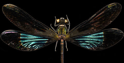 Sundanese Gossamerwing (Euphaea variegata) - upper body Specimen. Wing span 60mm, originally from Java.
https://www.jungledragon.com/image/123106/sundanese_gossamerwing_euphaea_variegata.html
https://www.jungledragon.com/image/123105/sundanese_gossamerwing_euphaea_variegata_-_upper_body.html
https://www.jungledragon.com/image/123108/sundanese_gossamerwing_euphaea_variegata_-_torso.html
https://www.jungledragon.com/image/123107/sundanese_gossamerwing_euphaea_variegata_-_wing.html Euphaea variegata,Sundanese Gossamerwing