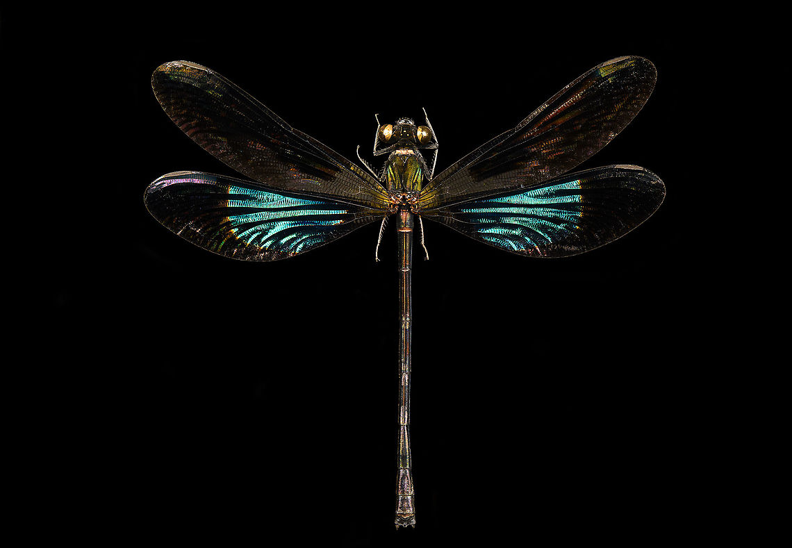 Sundanese Gossamerwing (Euphaea variegata) Specimen. Wing span 60mm, originally from Java.<br />
<figure class="photo"><a href="https://www.jungledragon.com/image/123106/sundanese_gossamerwing_euphaea_variegata.html" title="Sundanese Gossamerwing (Euphaea variegata)"><img src="https://s3.amazonaws.com/media.jungledragon.com/images/2/123106_thumb.jpg?AWSAccessKeyId=05GMT0V3GWVNE7GGM1R2&Expires=1759968010&Signature=Cjb1lkelPmRjvGTVQHebcI2cp3U%3D" width="200" height="140" alt="Sundanese Gossamerwing (Euphaea variegata) Specimen. Wing span 60mm, originally from Java.<br />
https://www.jungledragon.com/image/123106/sundanese_gossamerwing_euphaea_variegata.html<br />
https://www.jungledragon.com/image/123105/sundanese_gossamerwing_euphaea_variegata_-_upper_body.html<br />
https://www.jungledragon.com/image/123108/sundanese_gossamerwing_euphaea_variegata_-_torso.html<br />
https://www.jungledragon.com/image/123107/sundanese_gossamerwing_euphaea_variegata_-_wing.html Euphaea variegata,Sundanese Gossamerwing" /></a></figure><br />
<figure class="photo"><a href="https://www.jungledragon.com/image/123105/sundanese_gossamerwing_euphaea_variegata_-_upper_body.html" title="Sundanese Gossamerwing (Euphaea variegata) - upper body"><img src="https://s3.amazonaws.com/media.jungledragon.com/images/2/123105_thumb.jpg?AWSAccessKeyId=05GMT0V3GWVNE7GGM1R2&Expires=1759968010&Signature=hVC0ouyDkamqHDSubScnPW2cZq0%3D" width="200" height="104" alt="Sundanese Gossamerwing (Euphaea variegata) - upper body Specimen. Wing span 60mm, originally from Java.<br />
https://www.jungledragon.com/image/123106/sundanese_gossamerwing_euphaea_variegata.html<br />
https://www.jungledragon.com/image/123105/sundanese_gossamerwing_euphaea_variegata_-_upper_body.html<br />
https://www.jungledragon.com/image/123108/sundanese_gossamerwing_euphaea_variegata_-_torso.html<br />
https://www.jungledragon.com/image/123107/sundanese_gossamerwing_euphaea_variegata_-_wing.html Euphaea variegata,Sundanese Gossamerwing" /></a></figure><br />
<figure class="photo"><a href="https://www.jungledragon.com/image/123108/sundanese_gossamerwing_euphaea_variegata_-_torso.html" title="Sundanese Gossamerwing (Euphaea variegata) - torso"><img src="https://s3.amazonaws.com/media.jungledragon.com/images/2/123108_thumb.jpg?AWSAccessKeyId=05GMT0V3GWVNE7GGM1R2&Expires=1759968010&Signature=ekvPuxpOX64Ac1gLXl1%2BYC4UM9M%3D" width="200" height="130" alt="Sundanese Gossamerwing (Euphaea variegata) - torso Specimen. Wing span 60mm, originally from Java.<br />
https://www.jungledragon.com/image/123106/sundanese_gossamerwing_euphaea_variegata.html<br />
https://www.jungledragon.com/image/123105/sundanese_gossamerwing_euphaea_variegata_-_upper_body.html<br />
https://www.jungledragon.com/image/123108/sundanese_gossamerwing_euphaea_variegata_-_torso.html<br />
https://www.jungledragon.com/image/123107/sundanese_gossamerwing_euphaea_variegata_-_wing.html Euphaea variegata,Extreme Macro,Sundanese Gossamerwing" /></a></figure><br />
<figure class="photo"><a href="https://www.jungledragon.com/image/123107/sundanese_gossamerwing_euphaea_variegata_-_wing.html" title="Sundanese Gossamerwing (Euphaea variegata) - wing"><img src="https://s3.amazonaws.com/media.jungledragon.com/images/2/123107_thumb.jpg?AWSAccessKeyId=05GMT0V3GWVNE7GGM1R2&Expires=1759968010&Signature=DmLPHzQ0mgTM%2FbgzVtpH7ewzxQc%3D" width="200" height="136" alt="Sundanese Gossamerwing (Euphaea variegata) - wing Specimen. Wing span 60mm, originally from Java.<br />
https://www.jungledragon.com/image/123106/sundanese_gossamerwing_euphaea_variegata.html<br />
https://www.jungledragon.com/image/123105/sundanese_gossamerwing_euphaea_variegata_-_upper_body.html<br />
https://www.jungledragon.com/image/123108/sundanese_gossamerwing_euphaea_variegata_-_torso.html<br />
https://www.jungledragon.com/image/123107/sundanese_gossamerwing_euphaea_variegata_-_wing.html Euphaea variegata,Extreme Macro,Sundanese Gossamerwing" /></a></figure> Euphaea variegata,Sundanese Gossamerwing