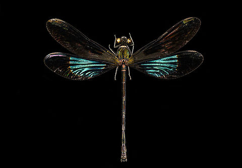 Sundanese Gossamerwing (Euphaea variegata) Specimen. Wing span 60mm, originally from Java.
https://www.jungledragon.com/image/123106/sundanese_gossamerwing_euphaea_variegata.html
https://www.jungledragon.com/image/123105/sundanese_gossamerwing_euphaea_variegata_-_upper_body.html
https://www.jungledragon.com/image/123108/sundanese_gossamerwing_euphaea_variegata_-_torso.html
https://www.jungledragon.com/image/123107/sundanese_gossamerwing_euphaea_variegata_-_wing.html Euphaea variegata,Sundanese Gossamerwing