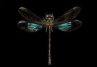 Sundanese Gossamerwing (Euphaea variegata) Specimen. Wing span 60mm, originally from Java.<br />
https://www.jungledragon.com/image/123106/sundanese_gossamerwing_euphaea_variegata.html<br />
https://www.jungledragon.com/image/123105/sundanese_gossamerwing_euphaea_variegata_-_upper_body.html<br />
https://www.jungledragon.com/image/123108/sundanese_gossamerwing_euphaea_variegata_-_torso.html<br />
https://www.jungledragon.com/image/123107/sundanese_gossamerwing_euphaea_variegata_-_wing.html Euphaea variegata,Sundanese Gossamerwing