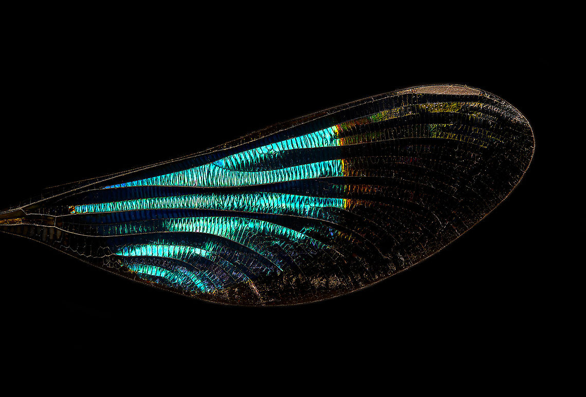 Sundanese Gossamerwing (Euphaea variegata) - wing Specimen. Wing span 60mm, originally from Java.<br />
<figure class="photo"><a href="https://www.jungledragon.com/image/123106/sundanese_gossamerwing_euphaea_variegata.html" title="Sundanese Gossamerwing (Euphaea variegata)"><img src="https://s3.amazonaws.com/media.jungledragon.com/images/2/123106_thumb.jpg?AWSAccessKeyId=05GMT0V3GWVNE7GGM1R2&Expires=1769040010&Signature=WwD%2FzIwGJdorT7U2%2BffmCKhxRGk%3D" width="200" height="140" alt="Sundanese Gossamerwing (Euphaea variegata) Specimen. Wing span 60mm, originally from Java.<br />
https://www.jungledragon.com/image/123106/sundanese_gossamerwing_euphaea_variegata.html<br />
https://www.jungledragon.com/image/123105/sundanese_gossamerwing_euphaea_variegata_-_upper_body.html<br />
https://www.jungledragon.com/image/123108/sundanese_gossamerwing_euphaea_variegata_-_torso.html<br />
https://www.jungledragon.com/image/123107/sundanese_gossamerwing_euphaea_variegata_-_wing.html Euphaea variegata,Sundanese Gossamerwing" /></a></figure><br />
<figure class="photo"><a href="https://www.jungledragon.com/image/123105/sundanese_gossamerwing_euphaea_variegata_-_upper_body.html" title="Sundanese Gossamerwing (Euphaea variegata) - upper body"><img src="https://s3.amazonaws.com/media.jungledragon.com/images/2/123105_thumb.jpg?AWSAccessKeyId=05GMT0V3GWVNE7GGM1R2&Expires=1769040010&Signature=p6fbucNwn8HSvOn5u2wIB1vOoZ0%3D" width="200" height="104" alt="Sundanese Gossamerwing (Euphaea variegata) - upper body Specimen. Wing span 60mm, originally from Java.<br />
https://www.jungledragon.com/image/123106/sundanese_gossamerwing_euphaea_variegata.html<br />
https://www.jungledragon.com/image/123105/sundanese_gossamerwing_euphaea_variegata_-_upper_body.html<br />
https://www.jungledragon.com/image/123108/sundanese_gossamerwing_euphaea_variegata_-_torso.html<br />
https://www.jungledragon.com/image/123107/sundanese_gossamerwing_euphaea_variegata_-_wing.html Euphaea variegata,Sundanese Gossamerwing" /></a></figure><br />
<figure class="photo"><a href="https://www.jungledragon.com/image/123108/sundanese_gossamerwing_euphaea_variegata_-_torso.html" title="Sundanese Gossamerwing (Euphaea variegata) - torso"><img src="https://s3.amazonaws.com/media.jungledragon.com/images/2/123108_thumb.jpg?AWSAccessKeyId=05GMT0V3GWVNE7GGM1R2&Expires=1769040010&Signature=IDnlJXVlIifvbLsKhC0uQVfEM9k%3D" width="200" height="130" alt="Sundanese Gossamerwing (Euphaea variegata) - torso Specimen. Wing span 60mm, originally from Java.<br />
https://www.jungledragon.com/image/123106/sundanese_gossamerwing_euphaea_variegata.html<br />
https://www.jungledragon.com/image/123105/sundanese_gossamerwing_euphaea_variegata_-_upper_body.html<br />
https://www.jungledragon.com/image/123108/sundanese_gossamerwing_euphaea_variegata_-_torso.html<br />
https://www.jungledragon.com/image/123107/sundanese_gossamerwing_euphaea_variegata_-_wing.html Euphaea variegata,Extreme Macro,Sundanese Gossamerwing" /></a></figure><br />
<figure class="photo"><a href="https://www.jungledragon.com/image/123107/sundanese_gossamerwing_euphaea_variegata_-_wing.html" title="Sundanese Gossamerwing (Euphaea variegata) - wing"><img src="https://s3.amazonaws.com/media.jungledragon.com/images/2/123107_thumb.jpg?AWSAccessKeyId=05GMT0V3GWVNE7GGM1R2&Expires=1769040010&Signature=09fsXJYCsie0VF4KLtxG1xoroHM%3D" width="200" height="136" alt="Sundanese Gossamerwing (Euphaea variegata) - wing Specimen. Wing span 60mm, originally from Java.<br />
https://www.jungledragon.com/image/123106/sundanese_gossamerwing_euphaea_variegata.html<br />
https://www.jungledragon.com/image/123105/sundanese_gossamerwing_euphaea_variegata_-_upper_body.html<br />
https://www.jungledragon.com/image/123108/sundanese_gossamerwing_euphaea_variegata_-_torso.html<br />
https://www.jungledragon.com/image/123107/sundanese_gossamerwing_euphaea_variegata_-_wing.html Euphaea variegata,Extreme Macro,Sundanese Gossamerwing" /></a></figure> Euphaea variegata,Extreme Macro,Sundanese Gossamerwing