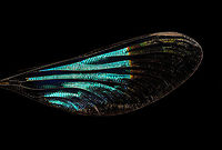 Sundanese Gossamerwing (Euphaea variegata) - wing Specimen. Wing span 60mm, originally from Java.<br />
https://www.jungledragon.com/image/123106/sundanese_gossamerwing_euphaea_variegata.html<br />
https://www.jungledragon.com/image/123105/sundanese_gossamerwing_euphaea_variegata_-_upper_body.html<br />
https://www.jungledragon.com/image/123108/sundanese_gossamerwing_euphaea_variegata_-_torso.html<br />
https://www.jungledragon.com/image/123107/sundanese_gossamerwing_euphaea_variegata_-_wing.html Euphaea variegata,Extreme Macro,Sundanese Gossamerwing