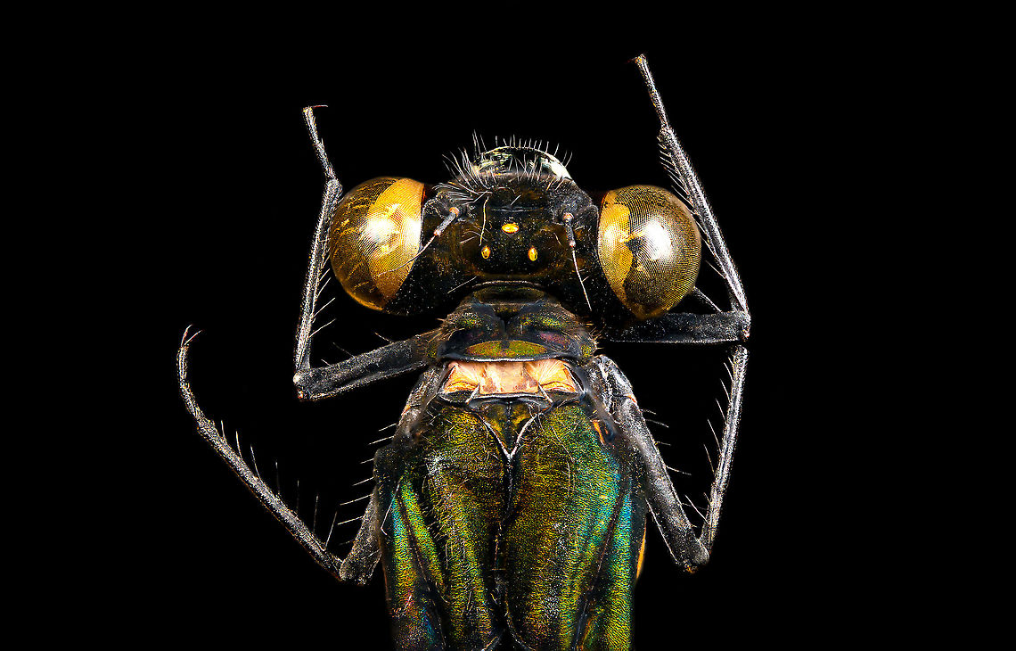 Sundanese Gossamerwing (Euphaea variegata) - torso Specimen. Wing span 60mm, originally from Java.<br />
<figure class="photo"><a href="https://www.jungledragon.com/image/123106/sundanese_gossamerwing_euphaea_variegata.html" title="Sundanese Gossamerwing (Euphaea variegata)"><img src="https://s3.amazonaws.com/media.jungledragon.com/images/2/123106_thumb.jpg?AWSAccessKeyId=05GMT0V3GWVNE7GGM1R2&Expires=1767225610&Signature=YWyoQmcbtY%2FF3Ml9F4p52LEoi3c%3D" width="200" height="140" alt="Sundanese Gossamerwing (Euphaea variegata) Specimen. Wing span 60mm, originally from Java.<br />
https://www.jungledragon.com/image/123106/sundanese_gossamerwing_euphaea_variegata.html<br />
https://www.jungledragon.com/image/123105/sundanese_gossamerwing_euphaea_variegata_-_upper_body.html<br />
https://www.jungledragon.com/image/123108/sundanese_gossamerwing_euphaea_variegata_-_torso.html<br />
https://www.jungledragon.com/image/123107/sundanese_gossamerwing_euphaea_variegata_-_wing.html Euphaea variegata,Sundanese Gossamerwing" /></a></figure><br />
<figure class="photo"><a href="https://www.jungledragon.com/image/123105/sundanese_gossamerwing_euphaea_variegata_-_upper_body.html" title="Sundanese Gossamerwing (Euphaea variegata) - upper body"><img src="https://s3.amazonaws.com/media.jungledragon.com/images/2/123105_thumb.jpg?AWSAccessKeyId=05GMT0V3GWVNE7GGM1R2&Expires=1767225610&Signature=3KrrGJukehGIusZpnK6G%2FuSfZ%2Fo%3D" width="200" height="104" alt="Sundanese Gossamerwing (Euphaea variegata) - upper body Specimen. Wing span 60mm, originally from Java.<br />
https://www.jungledragon.com/image/123106/sundanese_gossamerwing_euphaea_variegata.html<br />
https://www.jungledragon.com/image/123105/sundanese_gossamerwing_euphaea_variegata_-_upper_body.html<br />
https://www.jungledragon.com/image/123108/sundanese_gossamerwing_euphaea_variegata_-_torso.html<br />
https://www.jungledragon.com/image/123107/sundanese_gossamerwing_euphaea_variegata_-_wing.html Euphaea variegata,Sundanese Gossamerwing" /></a></figure><br />
<figure class="photo"><a href="https://www.jungledragon.com/image/123108/sundanese_gossamerwing_euphaea_variegata_-_torso.html" title="Sundanese Gossamerwing (Euphaea variegata) - torso"><img src="https://s3.amazonaws.com/media.jungledragon.com/images/2/123108_thumb.jpg?AWSAccessKeyId=05GMT0V3GWVNE7GGM1R2&Expires=1767225610&Signature=jpO5kT21y0HlACY9rOaURxu7maQ%3D" width="200" height="130" alt="Sundanese Gossamerwing (Euphaea variegata) - torso Specimen. Wing span 60mm, originally from Java.<br />
https://www.jungledragon.com/image/123106/sundanese_gossamerwing_euphaea_variegata.html<br />
https://www.jungledragon.com/image/123105/sundanese_gossamerwing_euphaea_variegata_-_upper_body.html<br />
https://www.jungledragon.com/image/123108/sundanese_gossamerwing_euphaea_variegata_-_torso.html<br />
https://www.jungledragon.com/image/123107/sundanese_gossamerwing_euphaea_variegata_-_wing.html Euphaea variegata,Extreme Macro,Sundanese Gossamerwing" /></a></figure><br />
<figure class="photo"><a href="https://www.jungledragon.com/image/123107/sundanese_gossamerwing_euphaea_variegata_-_wing.html" title="Sundanese Gossamerwing (Euphaea variegata) - wing"><img src="https://s3.amazonaws.com/media.jungledragon.com/images/2/123107_thumb.jpg?AWSAccessKeyId=05GMT0V3GWVNE7GGM1R2&Expires=1767225610&Signature=V5EmfvKBKJPsDZJiM%2FgbFxZWViA%3D" width="200" height="136" alt="Sundanese Gossamerwing (Euphaea variegata) - wing Specimen. Wing span 60mm, originally from Java.<br />
https://www.jungledragon.com/image/123106/sundanese_gossamerwing_euphaea_variegata.html<br />
https://www.jungledragon.com/image/123105/sundanese_gossamerwing_euphaea_variegata_-_upper_body.html<br />
https://www.jungledragon.com/image/123108/sundanese_gossamerwing_euphaea_variegata_-_torso.html<br />
https://www.jungledragon.com/image/123107/sundanese_gossamerwing_euphaea_variegata_-_wing.html Euphaea variegata,Extreme Macro,Sundanese Gossamerwing" /></a></figure> Euphaea variegata,Extreme Macro,Sundanese Gossamerwing