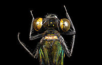 Sundanese Gossamerwing (Euphaea variegata) - torso Specimen. Wing span 60mm, originally from Java.<br />
https://www.jungledragon.com/image/123106/sundanese_gossamerwing_euphaea_variegata.html<br />
https://www.jungledragon.com/image/123105/sundanese_gossamerwing_euphaea_variegata_-_upper_body.html<br />
https://www.jungledragon.com/image/123108/sundanese_gossamerwing_euphaea_variegata_-_torso.html<br />
https://www.jungledragon.com/image/123107/sundanese_gossamerwing_euphaea_variegata_-_wing.html Euphaea variegata,Extreme Macro,Sundanese Gossamerwing