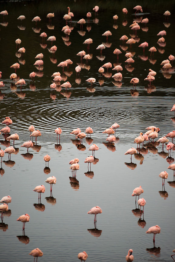 Lesser Flamingo reflections, Momella lakes  Africa,Arusha,Arusha National Park,Lesser Flamingo,Phoenicopterus minor,Tanzania