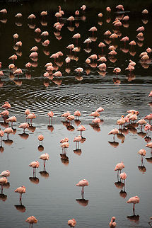 Lesser Flamingo reflections, Momella lakes  Africa,Arusha,Arusha National Park,Lesser Flamingo,Phoenicopterus minor,Tanzania