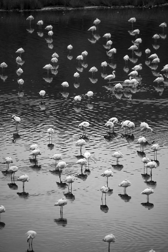Lesser Flamingo reflections, black and white, Momella lakes  Africa,Arusha,Arusha National Park,Lesser Flamingo,Phoenicopterus minor,Tanzania