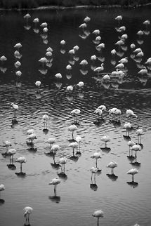 Lesser Flamingo reflections, black and white, Momella lakes  Africa,Arusha,Arusha National Park,Lesser Flamingo,Phoenicopterus minor,Tanzania