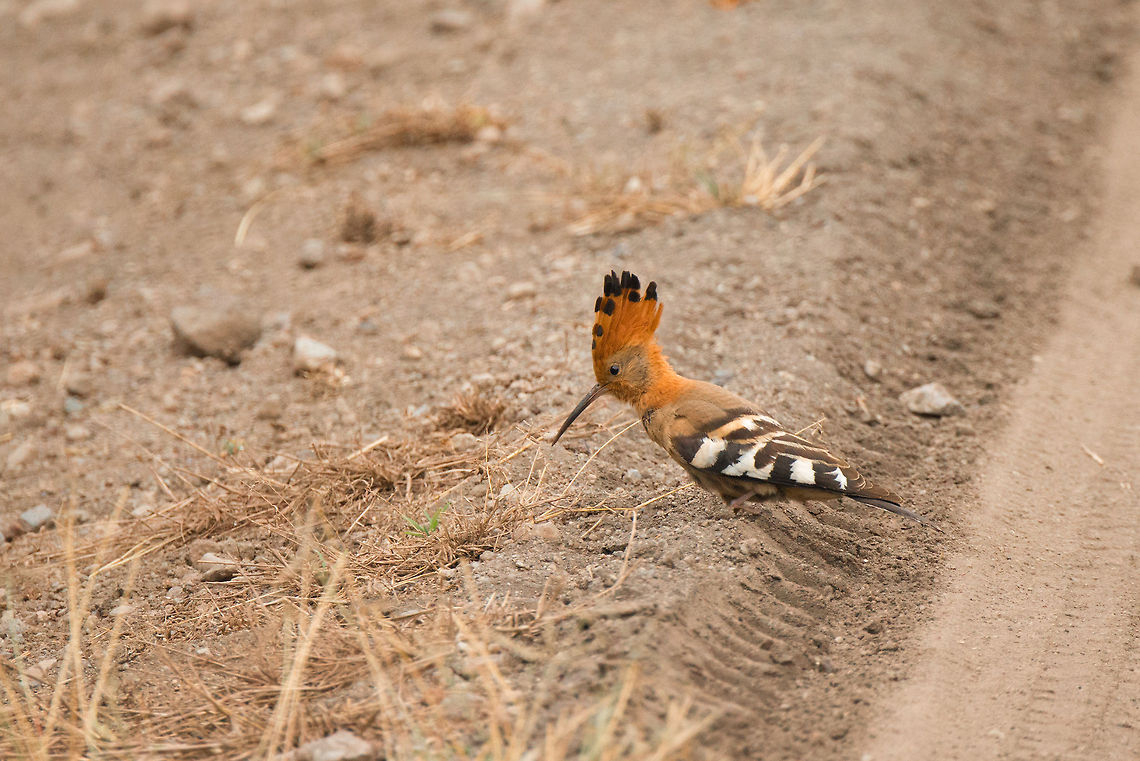African Hoopoe, Arusha National Park, Tanzania Our guide was very excited to come across this Hoopoe on a path in Arusha National Park, as spotting them there is rare. Africa,Arusha,Arusha National Park,Hoopoe,Tanzania,Upupa epops