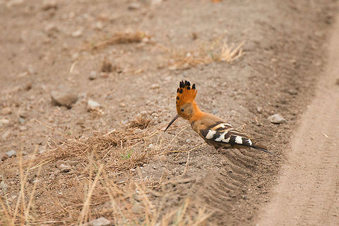 African Hoopoe, Arusha National Park, Tanzania Our guide was very excited to come across this Hoopoe on a path in Arusha National Park, as spotting them there is rare. Africa,Arusha,Arusha National Park,Hoopoe,Tanzania,Upupa epops