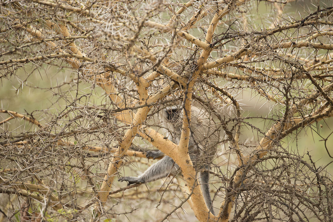 Vervet monkey in Acacia tree Earlier this week I posted a closeup of the thorns of an Acacia tree, which look incredibly hostile to anything living. The question was asked, what could possibly live in there? The answer is all kinds of animals, such as this vervet monkey, birds, and giraffes feeding on their leaves. Africa,Arusha,Arusha National Park,Chlorocebus pygerythrus,Tanzania,Vervet monkey
