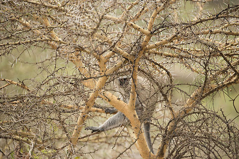 Vervet monkey in Acacia tree Earlier this week I posted a closeup of the thorns of an Acacia tree, which look incredibly hostile to anything living. The question was asked, what could possibly live in there? The answer is all kinds of animals, such as this vervet monkey, birds, and giraffes feeding on their leaves. Africa,Arusha,Arusha National Park,Chlorocebus pygerythrus,Tanzania,Vervet monkey