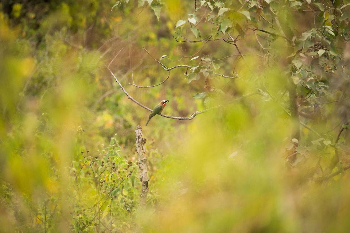 White-fronted Bee-Eater in Arusha National Park, Tanzania Far away, but I&#039;m sharing the spotting anyway. If you look closely, you can see it actually eating a bee. This one was photographer by my girlfriend. Africa,Arusha,Arusha National Park,Merops bullockoides,Tanzania,White-fronted Bee-Eater