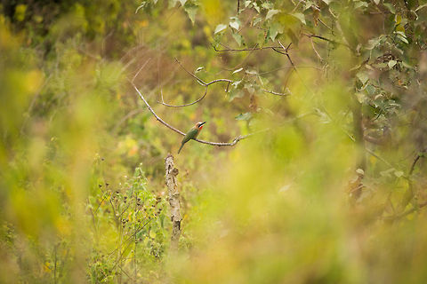 White-fronted Bee-Eater in Arusha National Park, Tanzania Far away, but I'm sharing the spotting anyway. If you look closely, you can see it actually eating a bee. This one was photographer by my girlfriend. Africa,Arusha,Arusha National Park,Merops bullockoides,Tanzania,White-fronted Bee-Eater