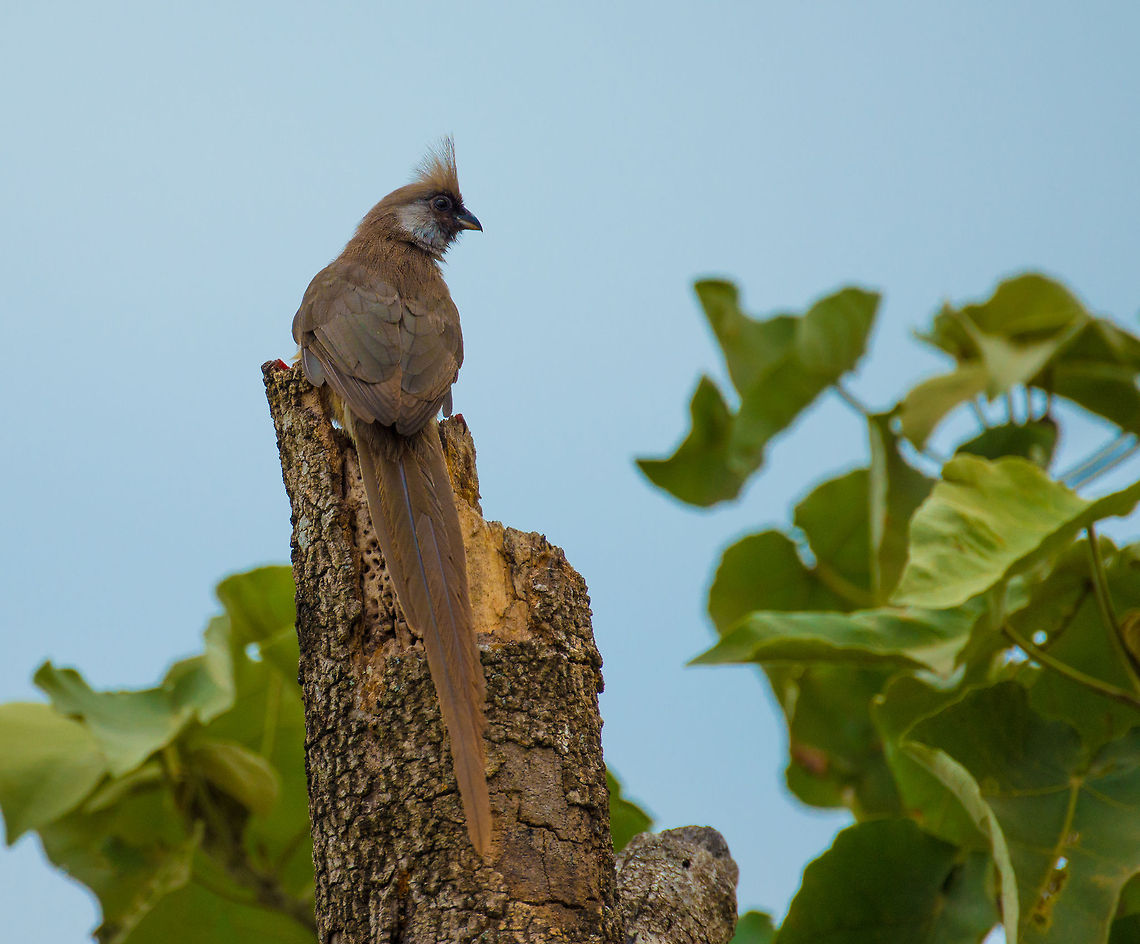 Speckled Mousebird closeup, full body shot Found in Arusha National Park, Tanzania. Africa,Arusha,Arusha National Park,Colius striatus,Speckled Mousebird,Tanzania