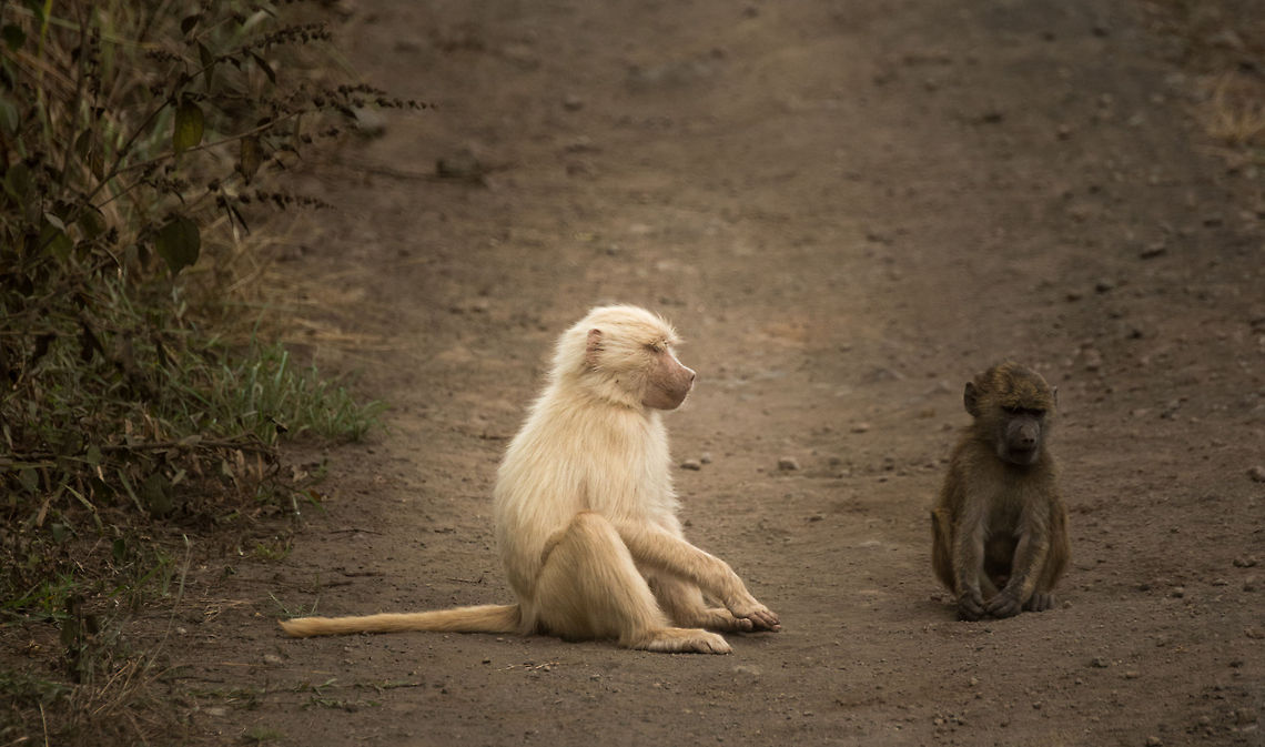 Albino Olive Baboon at Arusha National Park Being an albino in the animal kingdom is far from a blessing. I recently saw a documentary that claim they lead a tougher lives than &quot;normal&quot; animals. They are tested more, and sometimes excluded. Africa,Arusha,Arusha National Park,Olive baboon,Papio anubis,Tanzania