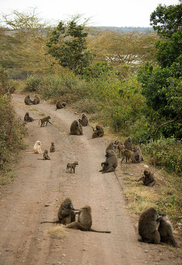 Olive Baboon gathering at Arusha National Park Baboons don&#039;t like wet vegetation, therefore they moved on to the paths of this park, where we met them. This is a group of a few dozen individuals, with one albino sticking out. Africa,Arusha,Arusha National Park,Olive baboon,Papio anubis,Tanzania