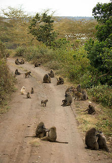 Olive Baboon gathering at Arusha National Park Baboons don't like wet vegetation, therefore they moved on to the paths of this park, where we met them. This is a group of a few dozen individuals, with one albino sticking out. Africa,Arusha,Arusha National Park,Olive baboon,Papio anubis,Tanzania