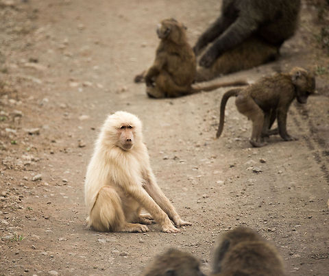 Albino Olive Baboon at Arusha National Park  Africa,Arusha,Arusha National Park,Olive baboon,Papio anubis,Tanzania